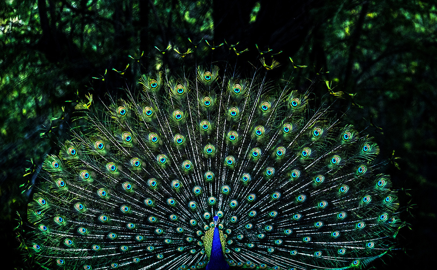 Canon EOS 6D sample photo. Dancing peacock photography
