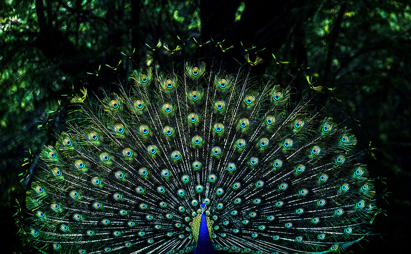 150-600mm F5-6.3 DG OS HSM | Contemporary 015 sample photo. Dancing peacock photography