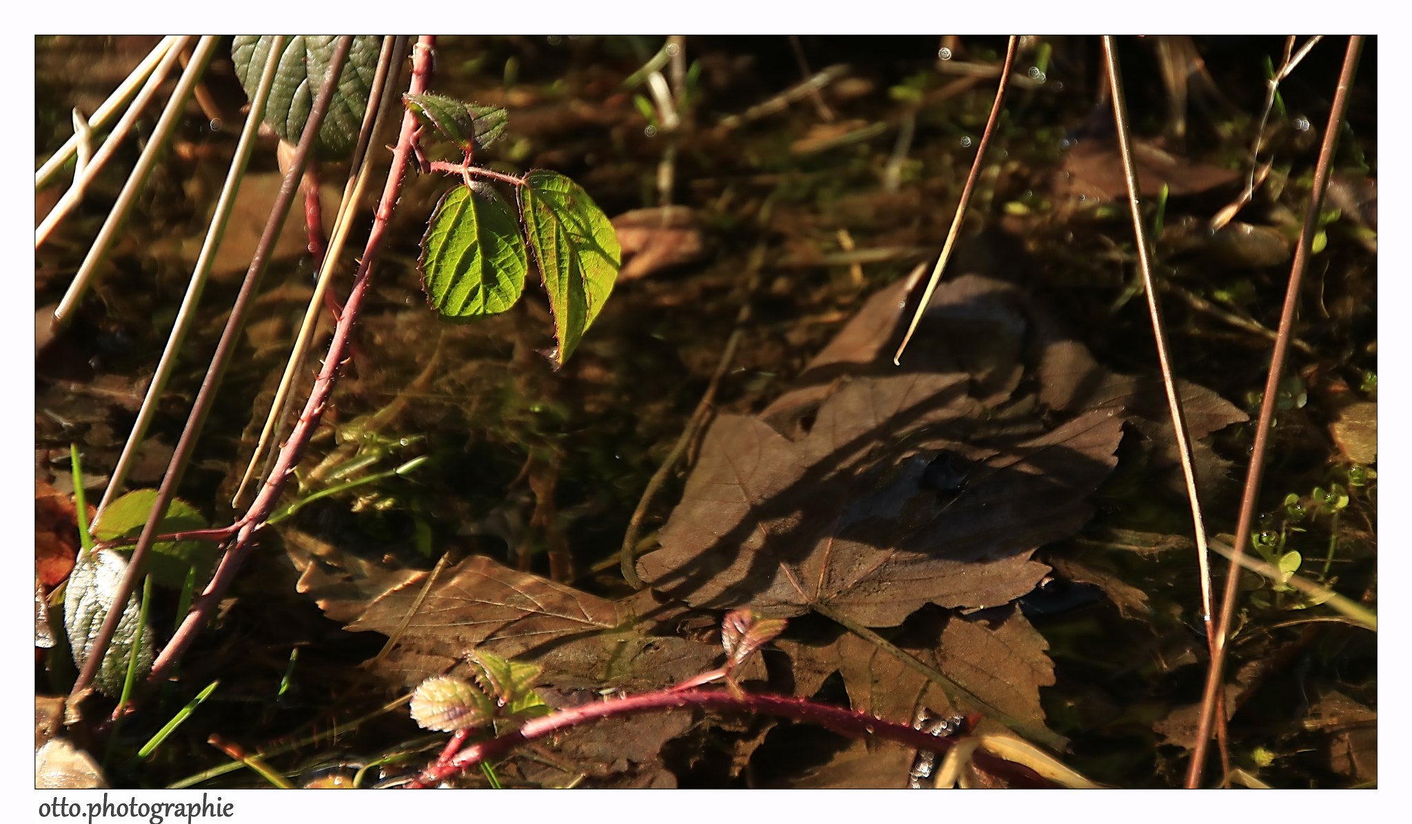 Sigma 18-250mm F3.5-6.3 DC OS HSM sample photo. Spring in the forest photography