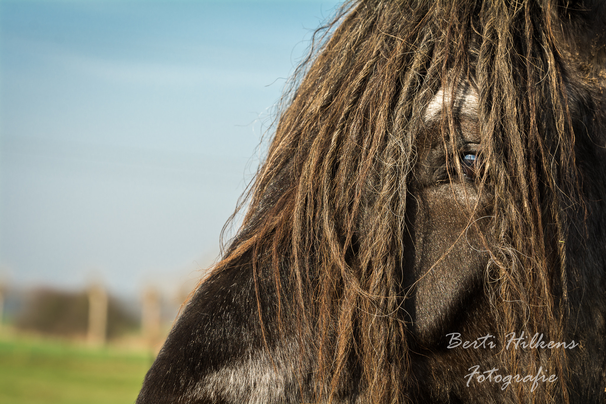 Nikon D7100 + Tamron SP 70-200mm F2.8 Di VC USD sample photo. The eye of a horse photography