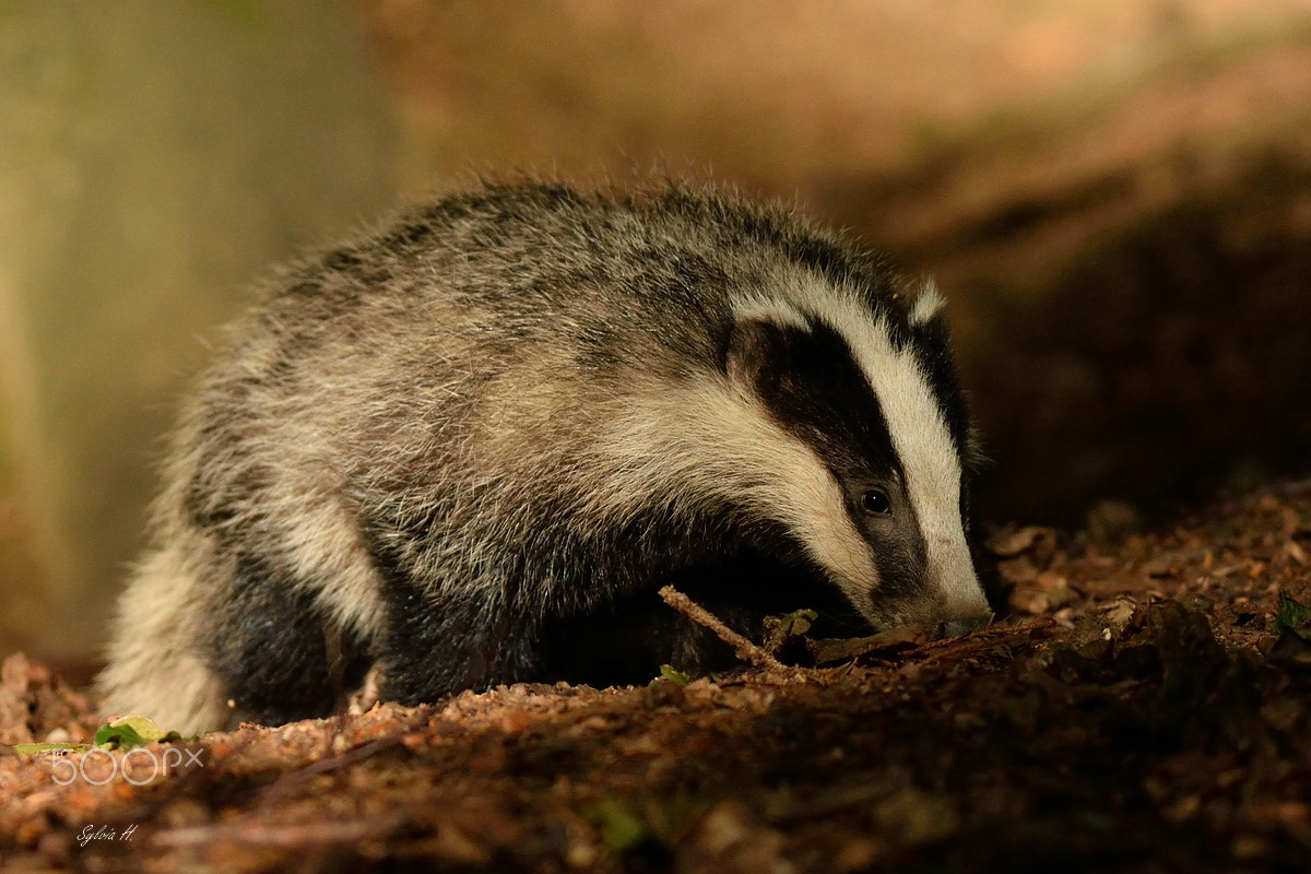 Nikon AF-S Nikkor 300mm F2.8G ED-IF VR sample photo. Mr. badger jr. photography