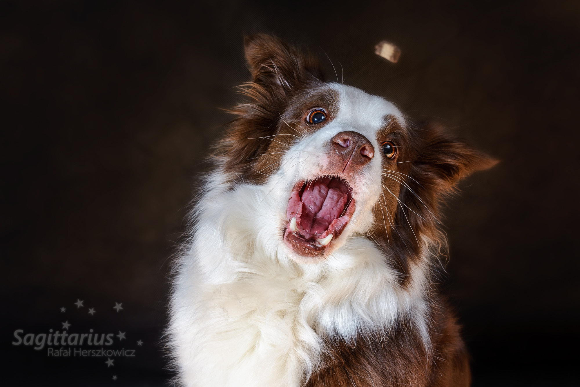 Nikon D610 + Nikon AF-S Nikkor 50mm F1.4G sample photo. Catch it (79/365) photography