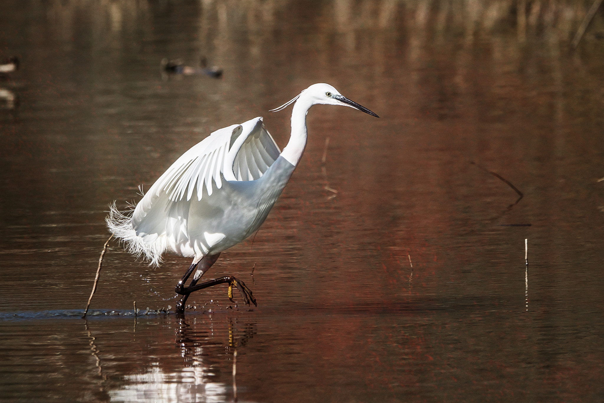 Sony ILCA-77M2 + Sony 70-400mm F4-5.6 G SSM II sample photo. Egret photography