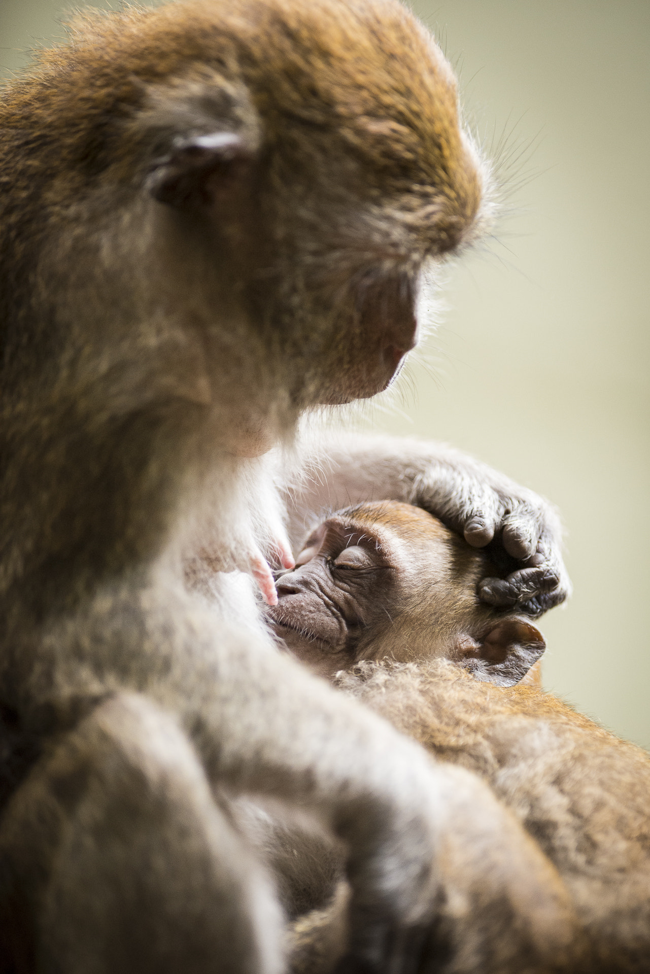 Nikon D800 + Nikon AF-S Nikkor 300mm F2.8G ED-IF VR sample photo. Maternal love photography