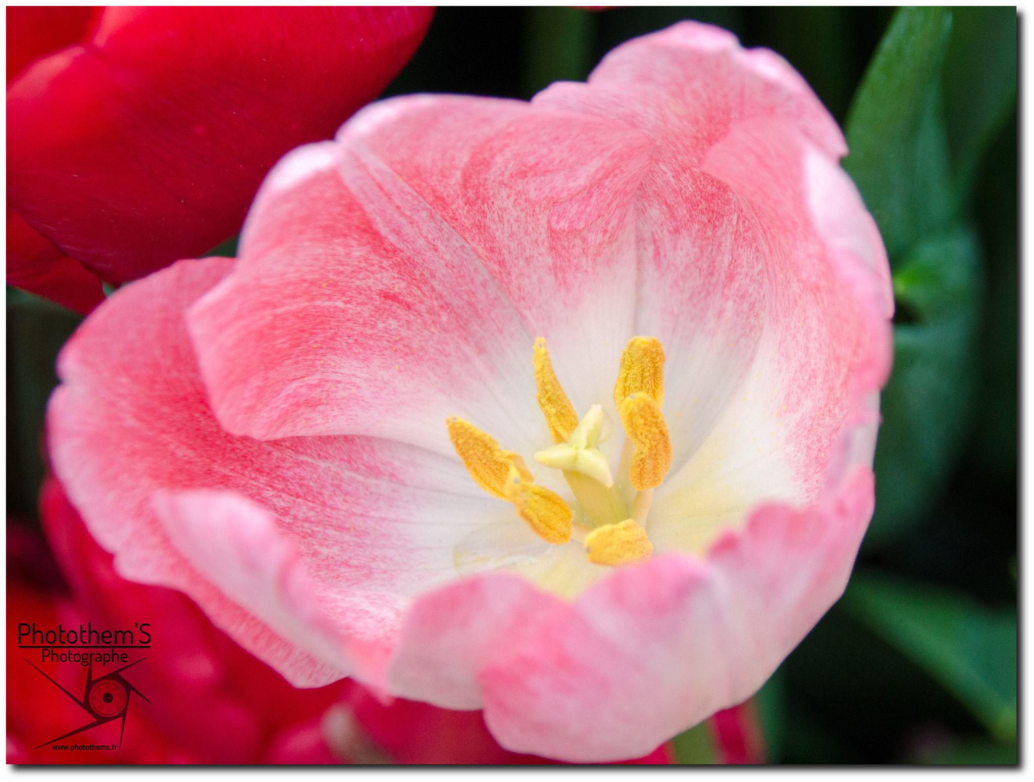 Sigma 18-250mm F3.5-6.3 DC Macro OS HSM sample photo. Fleur du printemps photography