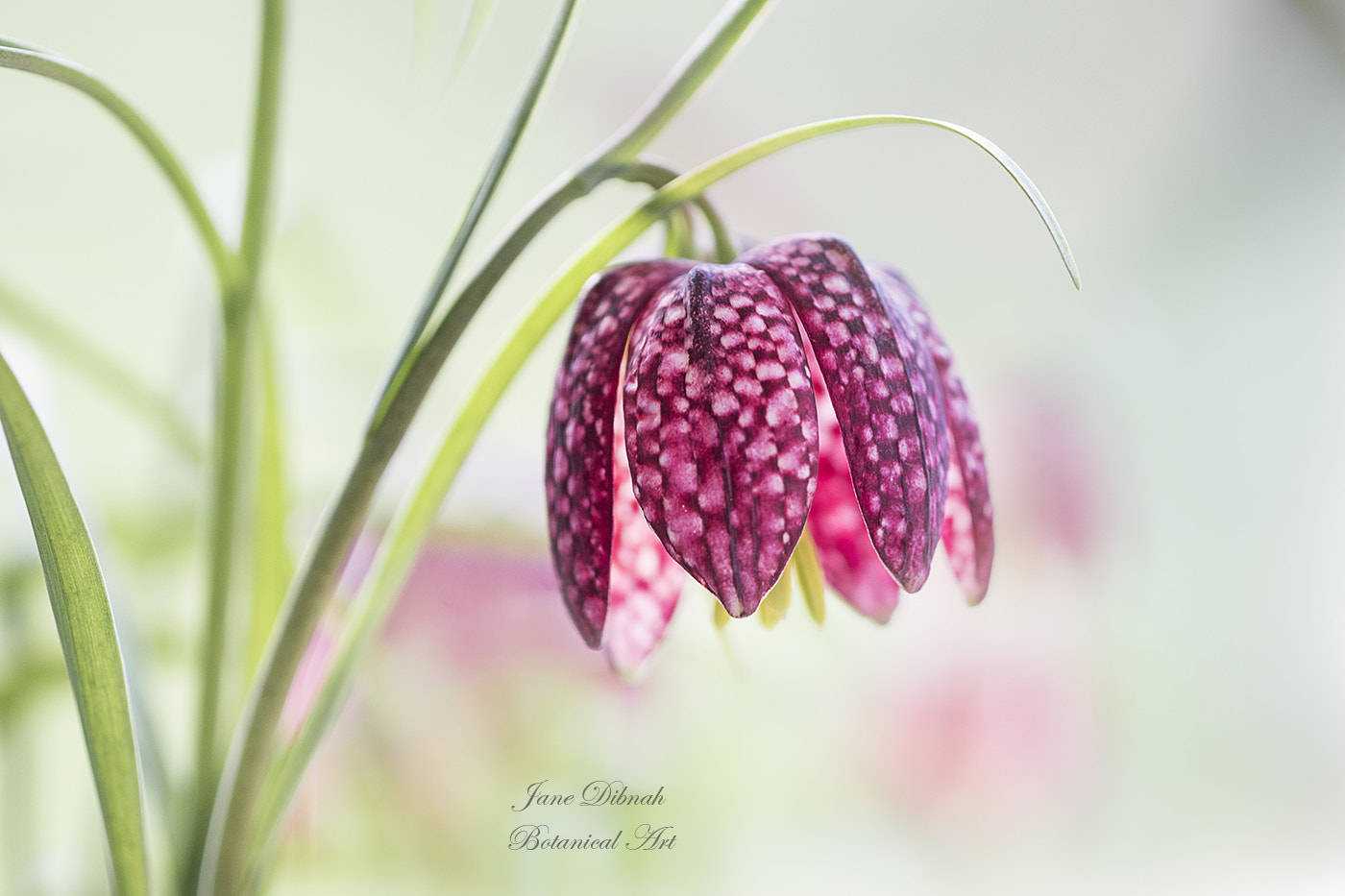 Canon EF 180mm F3.5L Macro USM sample photo. Snakes head fritillary photography