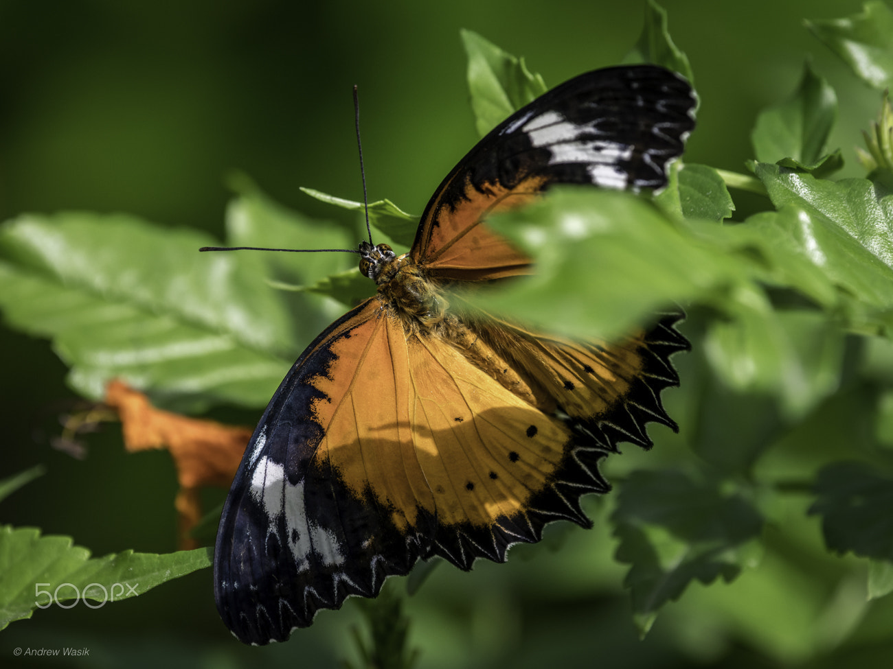 Nikon Nikkor AF-S 300mm F4E PF ED VR sample photo. Leopard lacewing butterfly photography