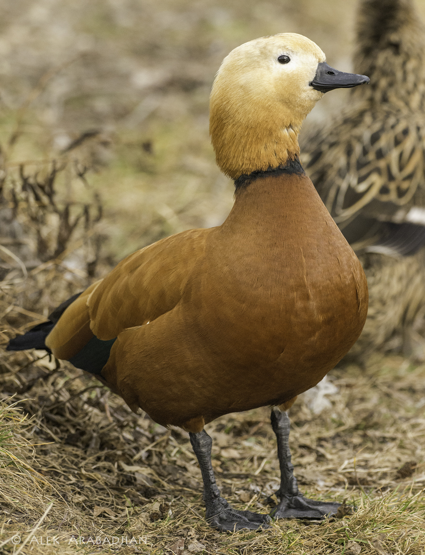 Olympus OM-D E-M1 Mark II + OLYMPUS M.300mm F4.0 sample photo. I'm ready for ... photography