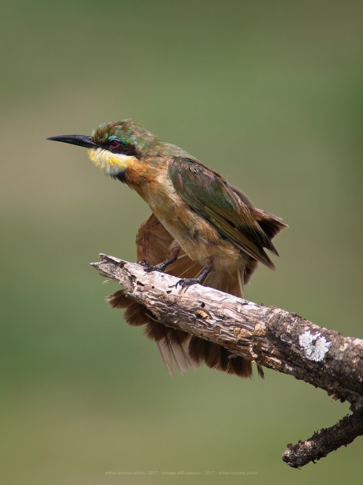 Olympus Zuiko Digital ED 90-250mm F2.8 sample photo. Little bee eater photography