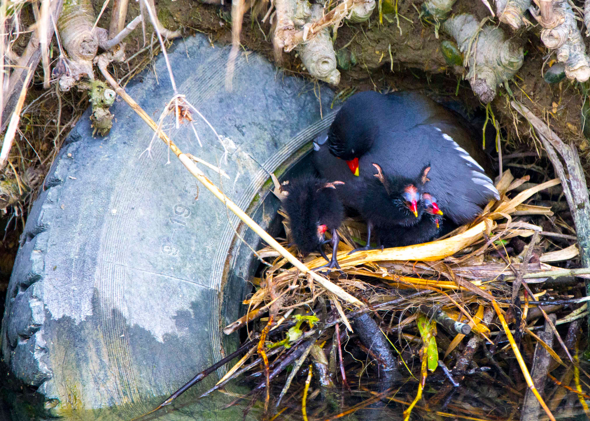 Canon EOS 7D sample photo. Le pneu nid de poule d'eau ! photography