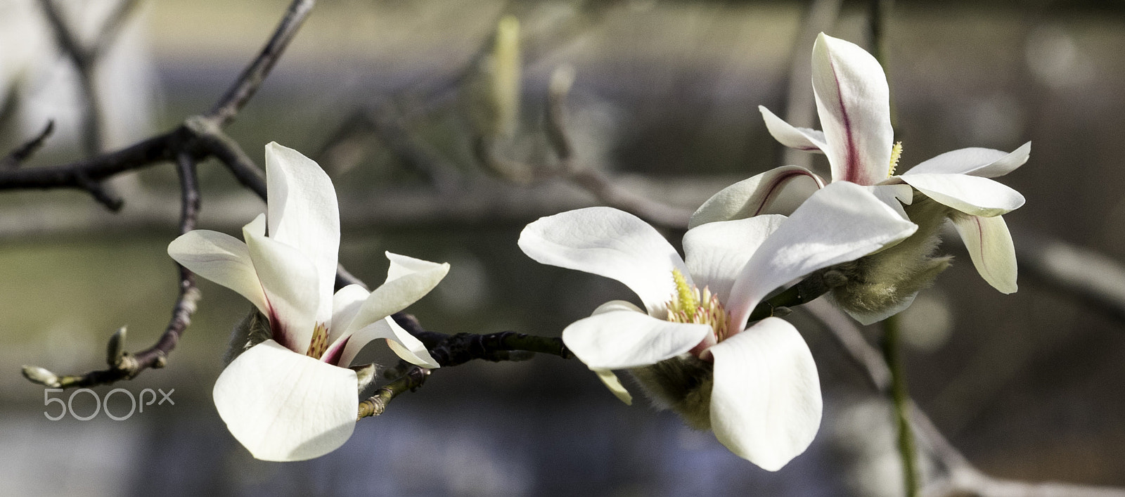 Sony a7 + Sony FE 90mm F2.8 Macro G OSS sample photo. Spring photography