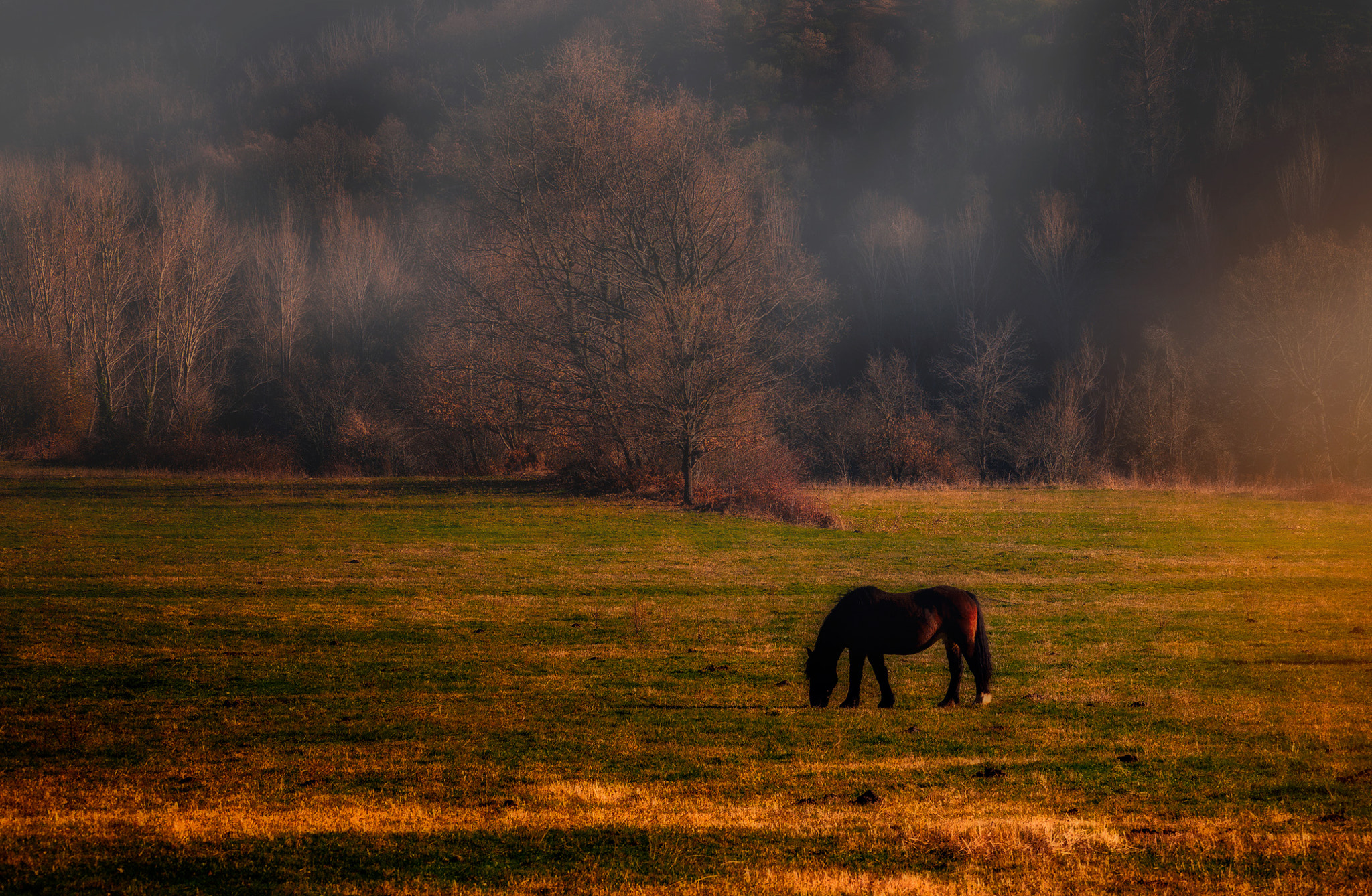 Olympus OM-D E-M5 II sample photo. Between the fog photography