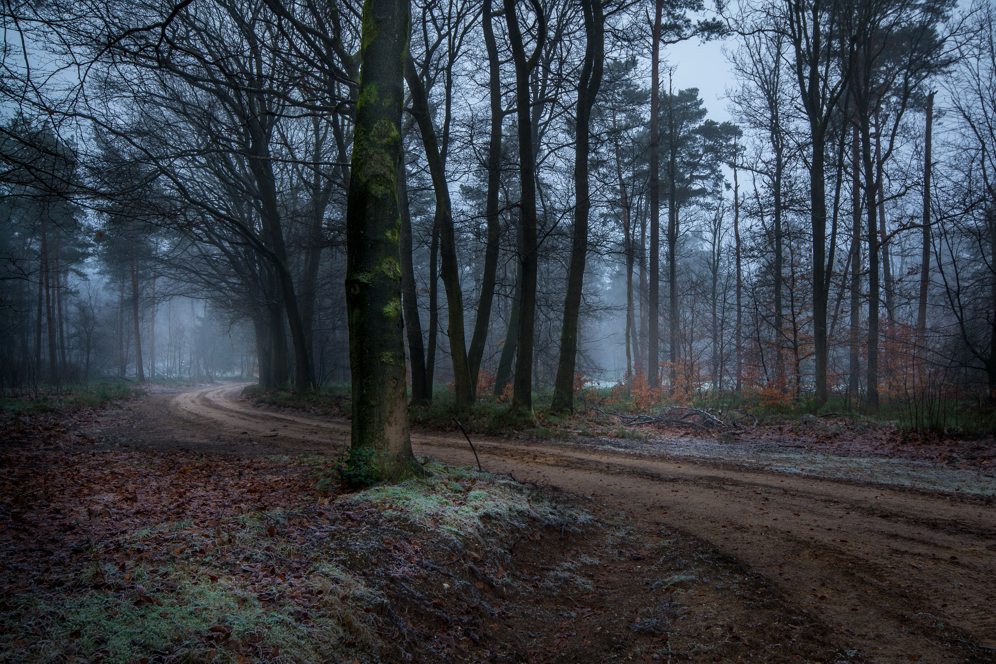 Sigma 10-20mm F4-5.6 EX DC HSM sample photo. Through the forrest photography