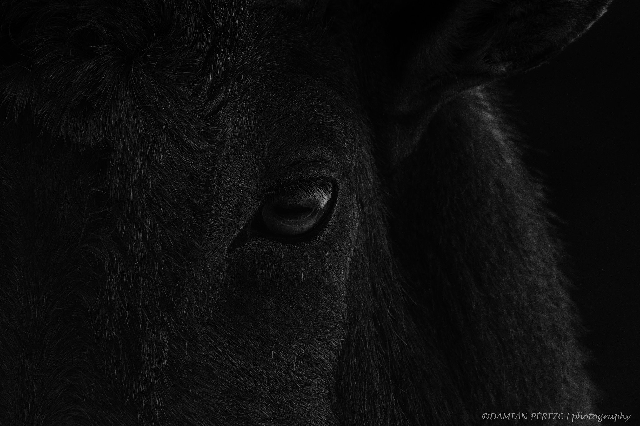 Canon EOS 7D sample photo. Barbery sheep eye photography