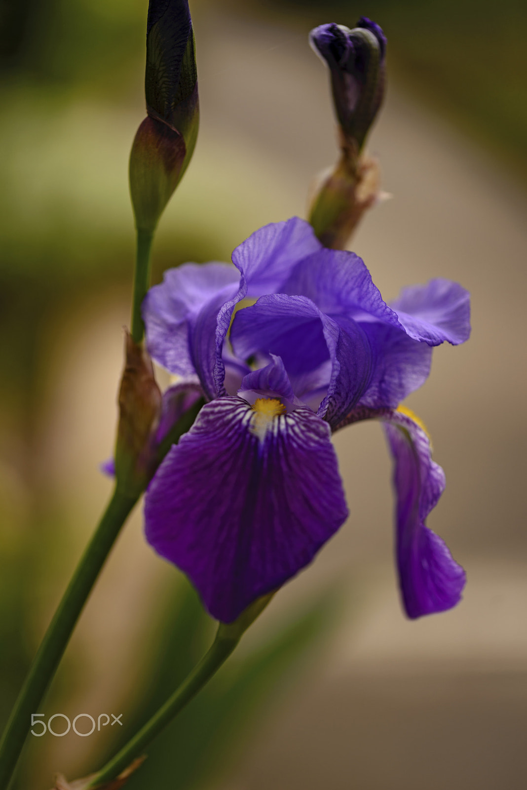Sigma 105mm F2.8 EX DG OS HSM sample photo. Purple iris of spring photography