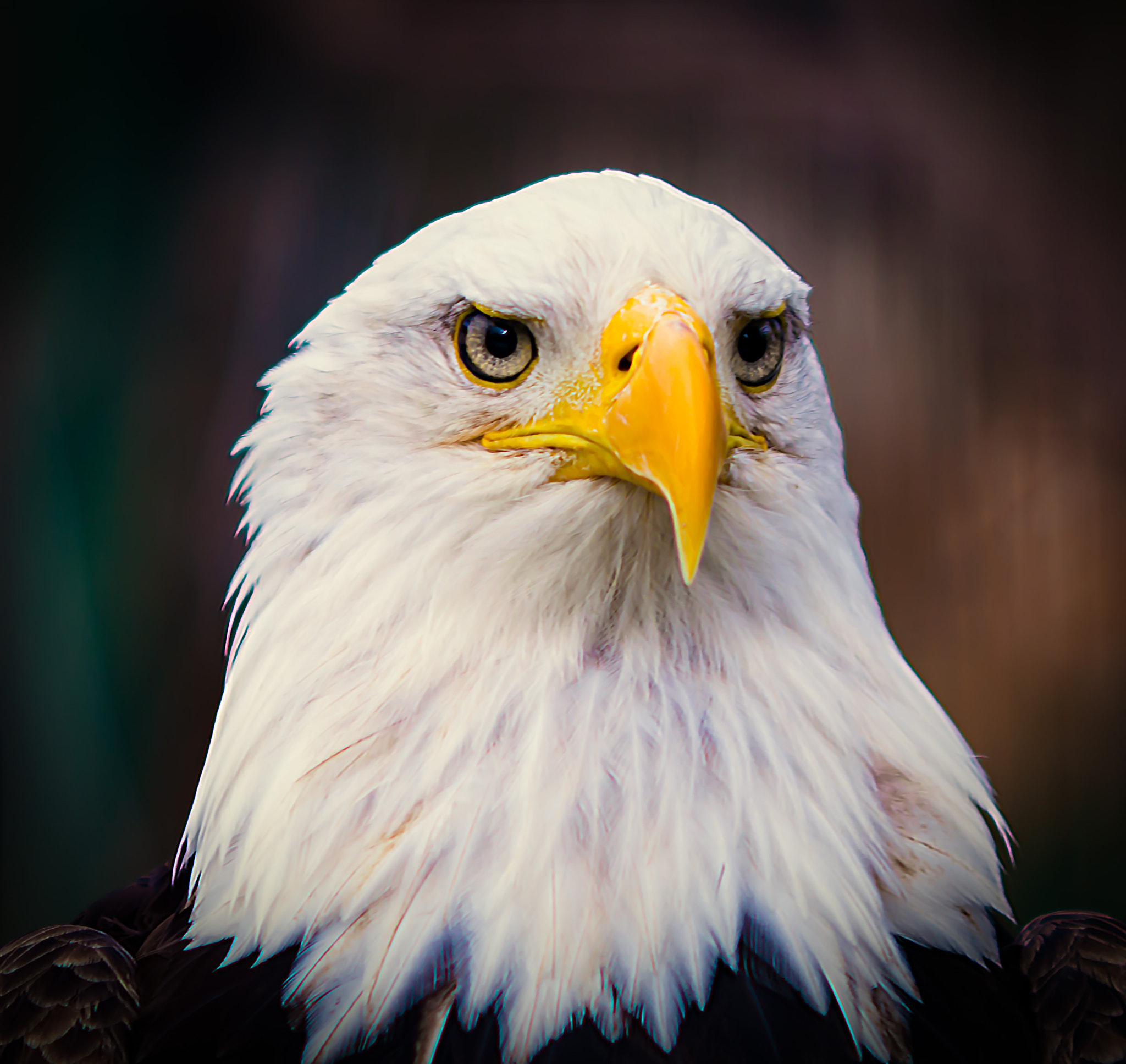 AF DC-Nikkor 135mm f/2D sample photo. Bald eagle portrait photography