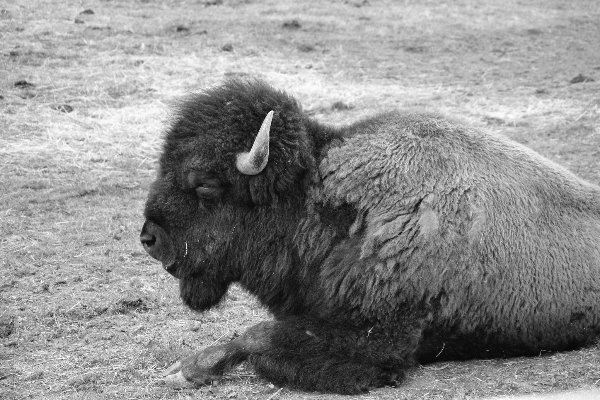 Nikon D3100 sample photo. Bison on the farm photography