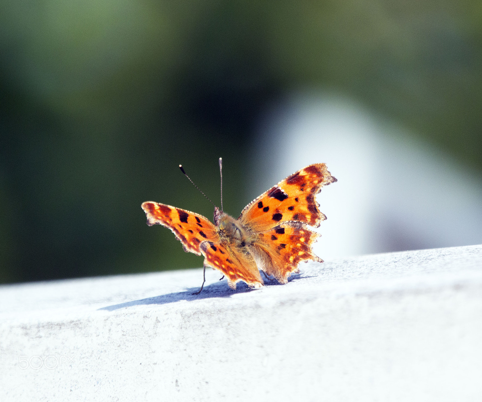 Canon EOS 70D + Canon EF 70-200mm F2.8L IS II USM sample photo. Schmetterling photography