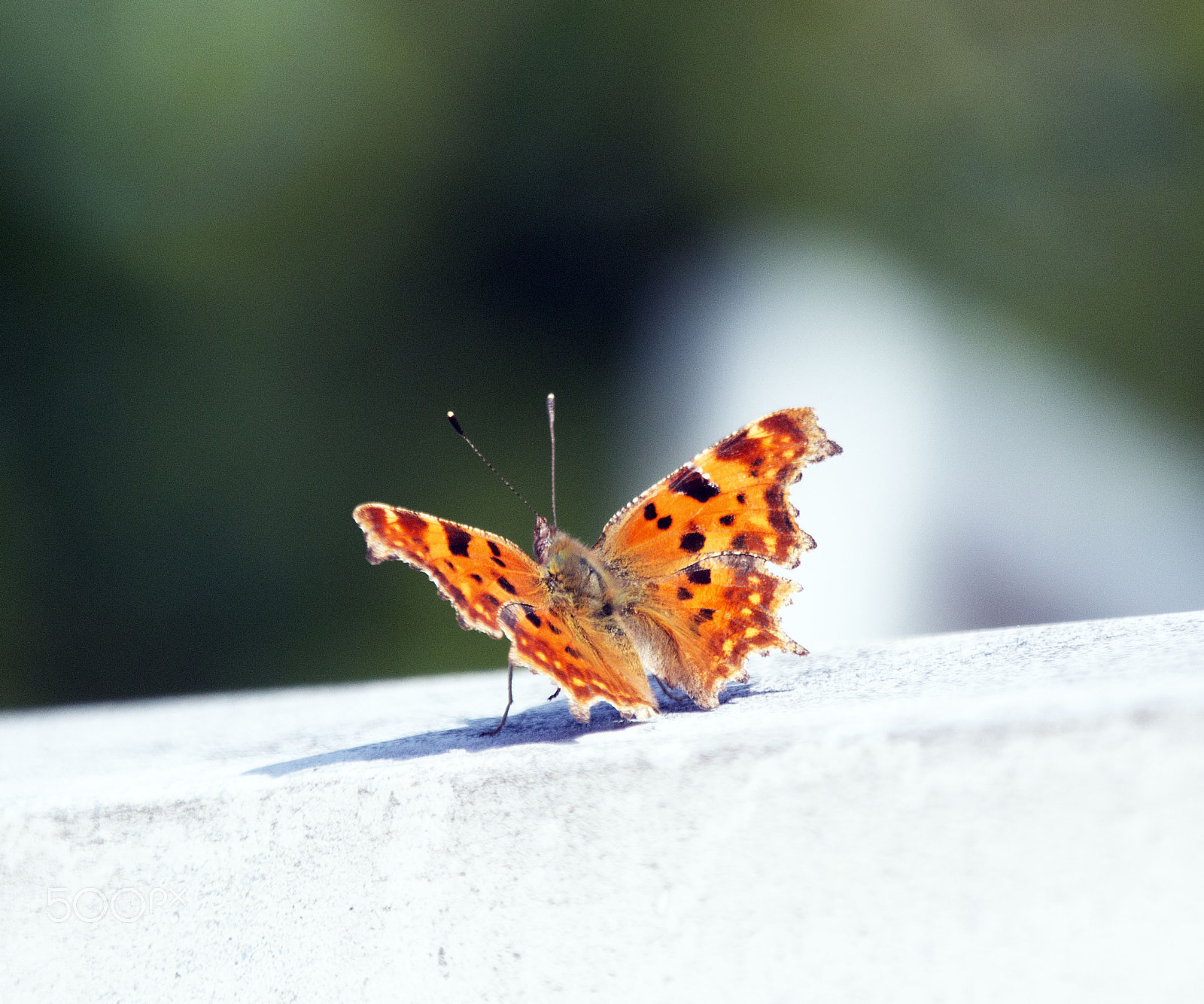 Canon EOS 70D sample photo. Schmetterling photography