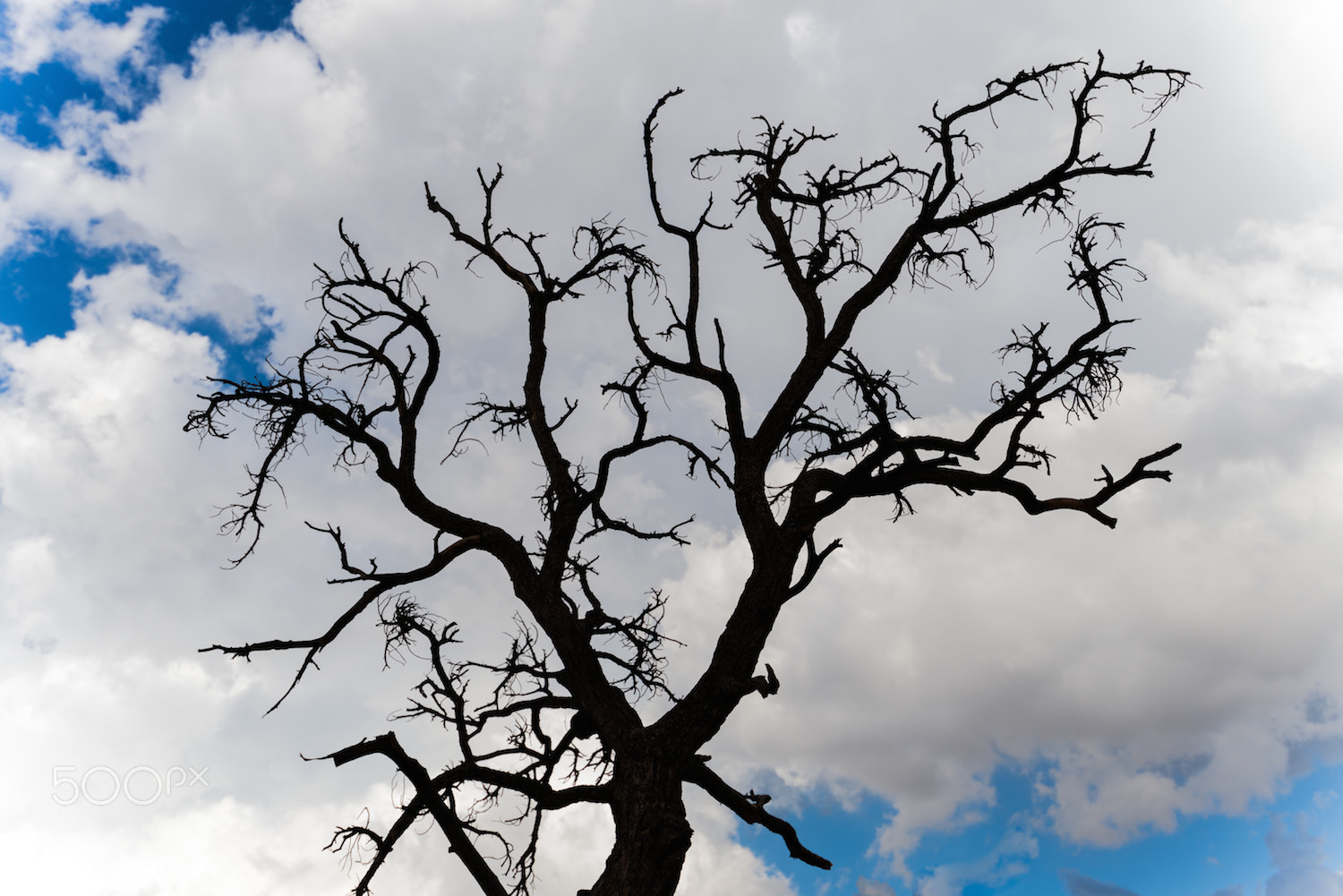 Nikon AF-S Nikkor 18-35mm F3.5-4.5G ED sample photo. Tree of humanity photography