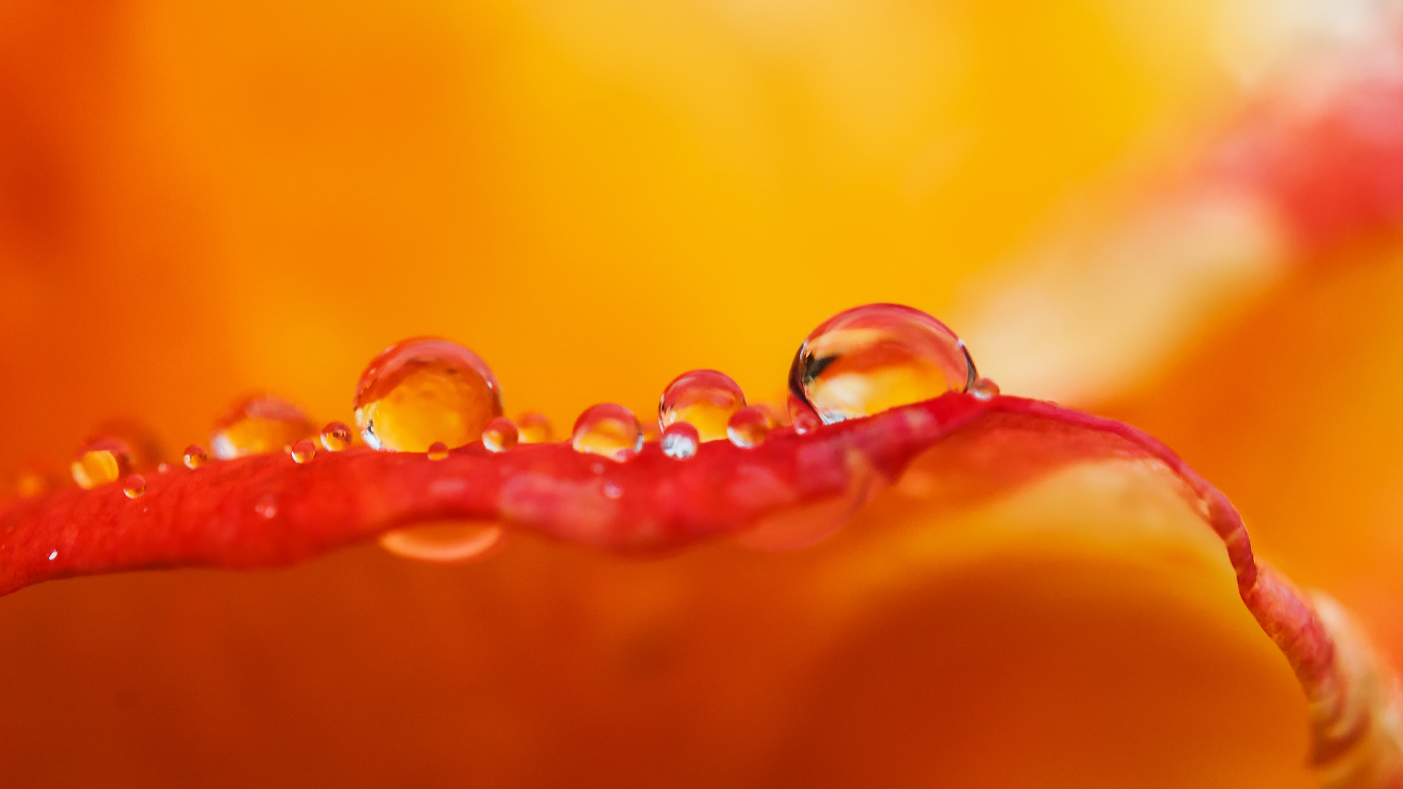 Nikon D90 sample photo. Abstract drops photography