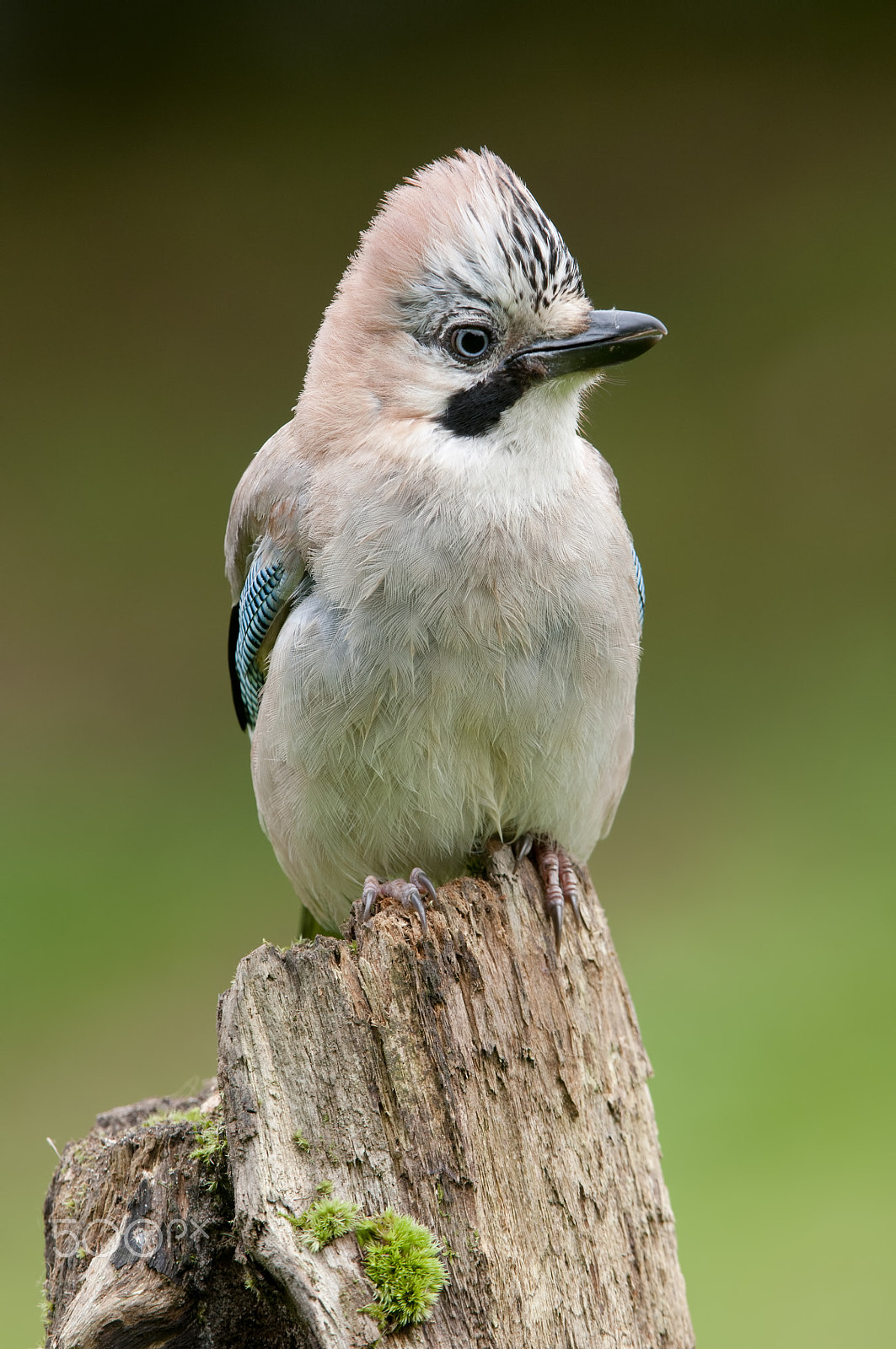 Nikon AF-S Nikkor 200-400mm F4G ED-IF VR sample photo. Garrulus glandarius photography