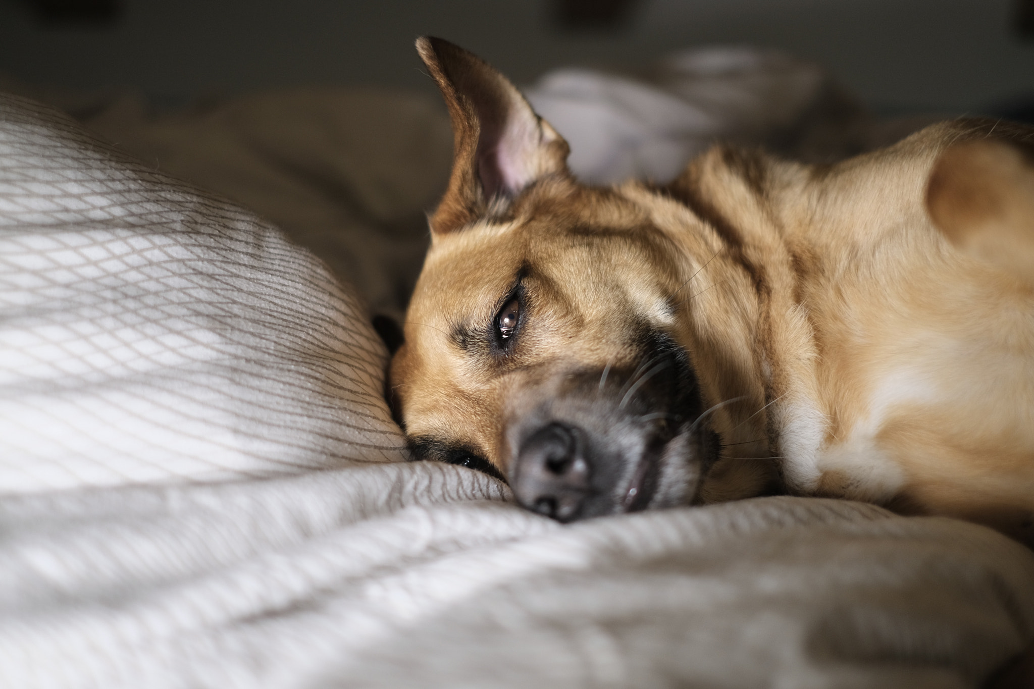Fujifilm X-T20 + Fujifilm XF 35mm F1.4 R sample photo. Chilling... photography