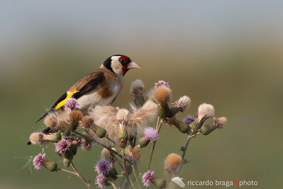 Canon EOS 70D + Canon EF 400mm F5.6L USM sample photo. Goldfinch photography