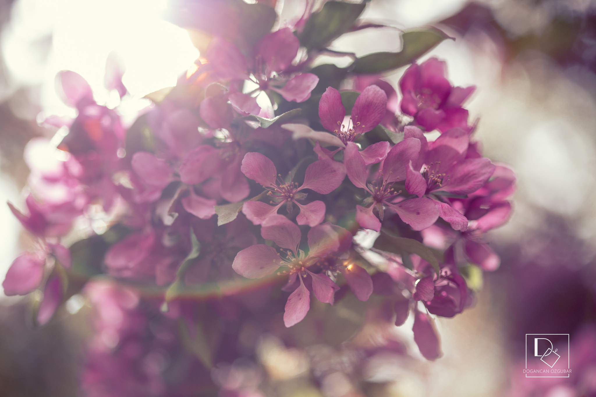 Canon EF 100mm F2.8 Macro USM sample photo. Purple photography