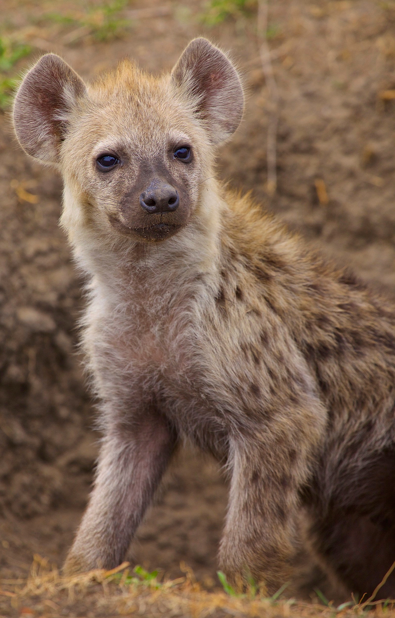 Canon EOS 5D Mark II sample photo. Hyena cub photography