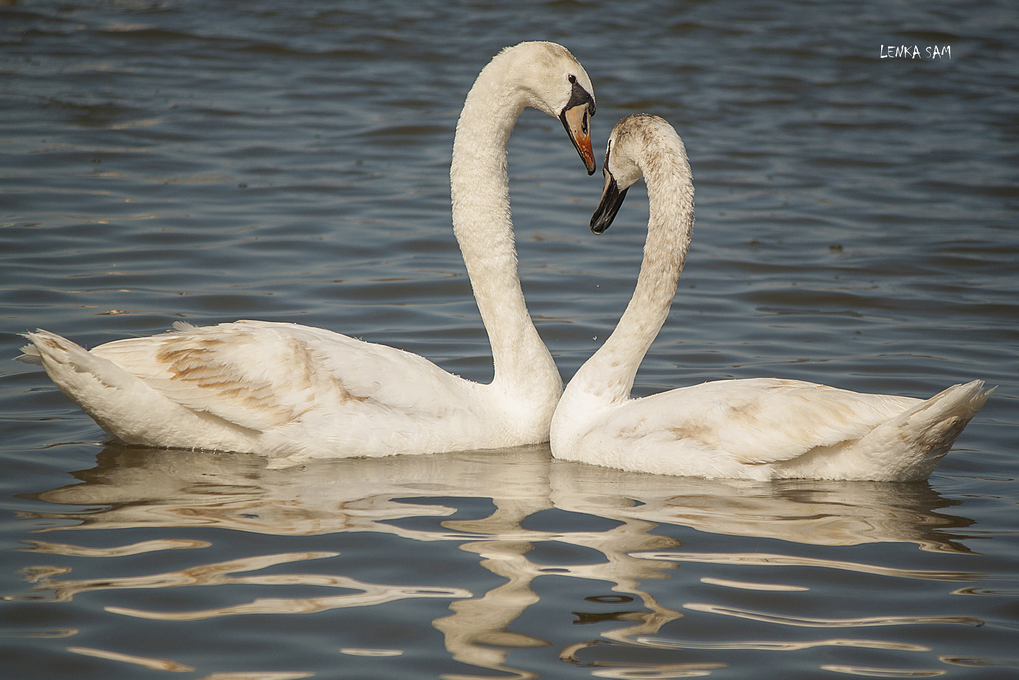 Canon EF-S 55-250mm F4-5.6 IS sample photo. Love is... photography