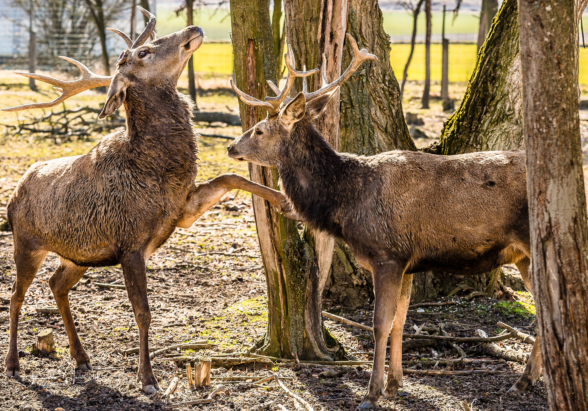 Nikon AF-S Nikkor 70-200mm F2.8G ED VR II sample photo. Amicable handshake photography