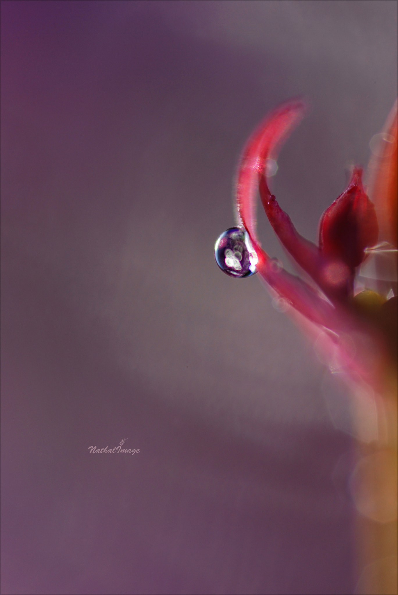 Nikon D80 + Sigma 105mm F2.8 EX DG Macro sample photo. | scepter | photography