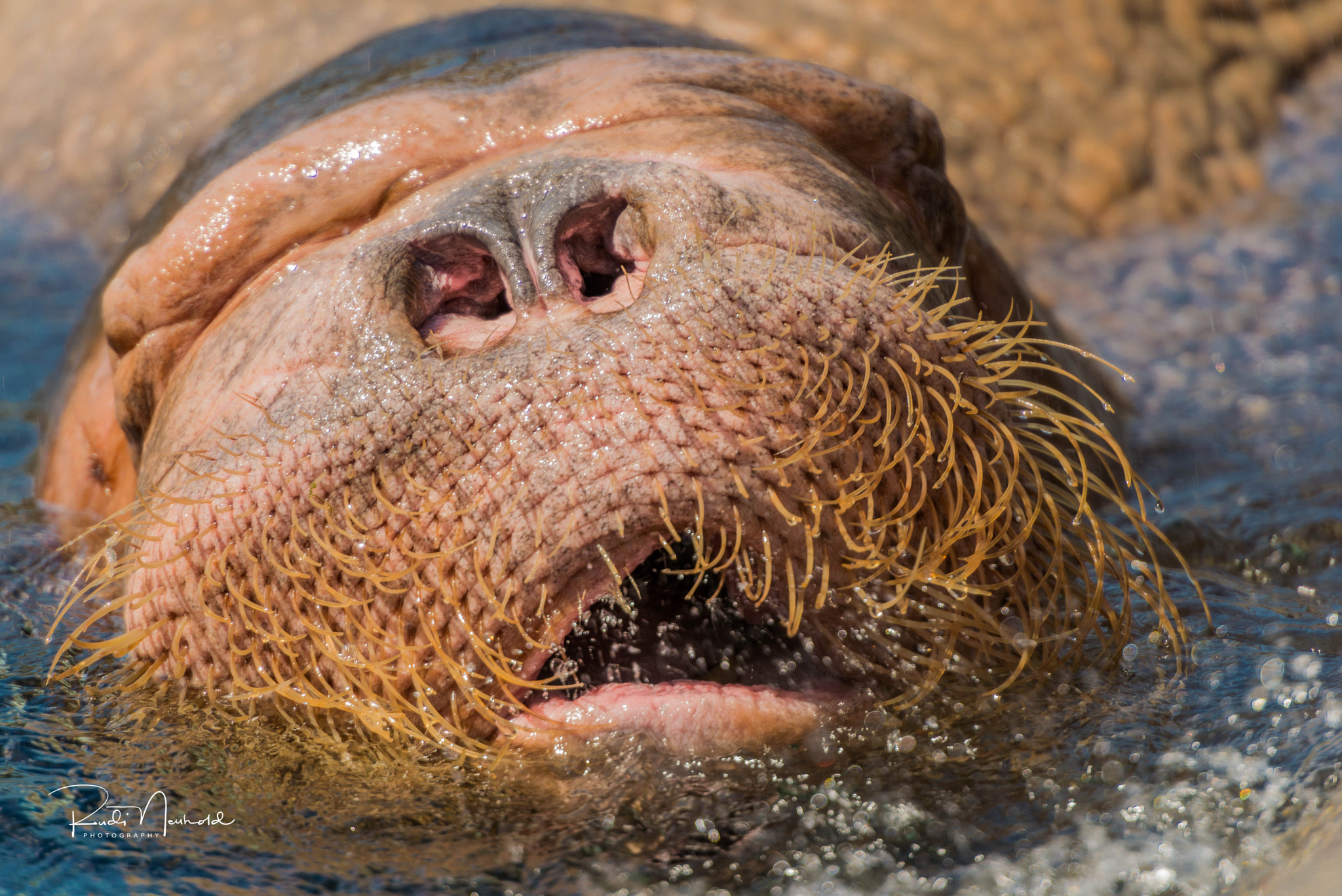 Nikon AF-S Nikkor 70-200mm F2.8G ED VR II sample photo. Walrus photography
