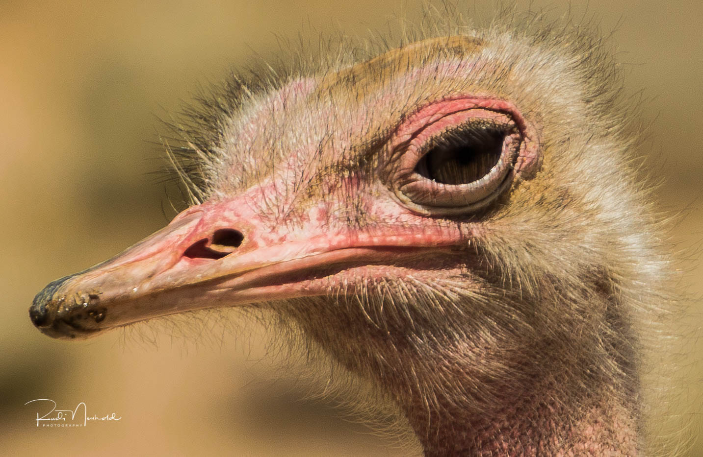 Nikon AF-S Nikkor 70-200mm F2.8G ED VR II sample photo. Ostrich photography