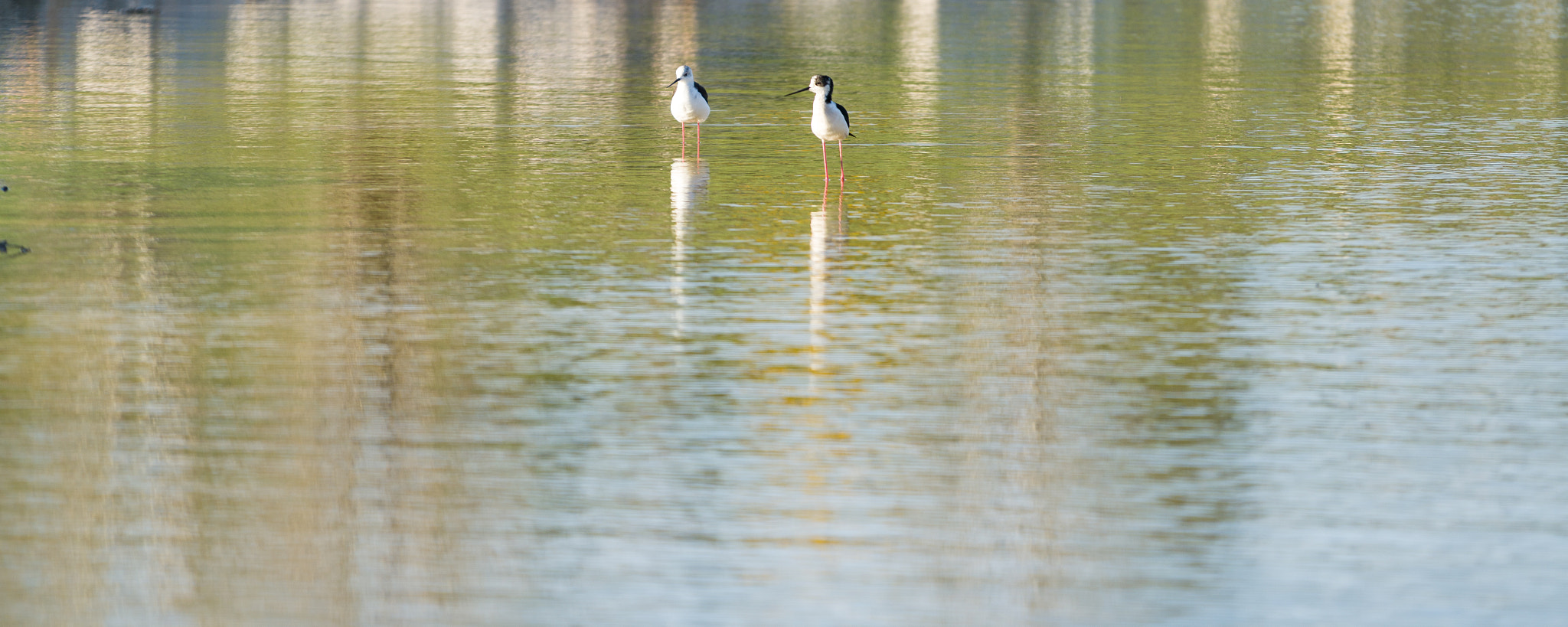 Sony a7R II + Sony FE 70-200mm F4 G OSS sample photo. Himantopus himantopus photography