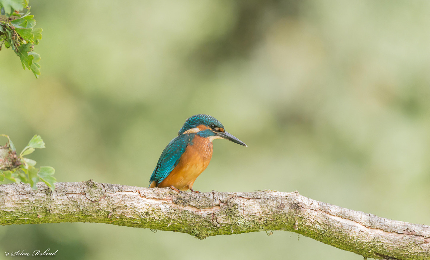 Nikon D7100 + Nikon AF-S Nikkor 500mm F4G ED VR sample photo. Ijsvogel - kingfisher photography