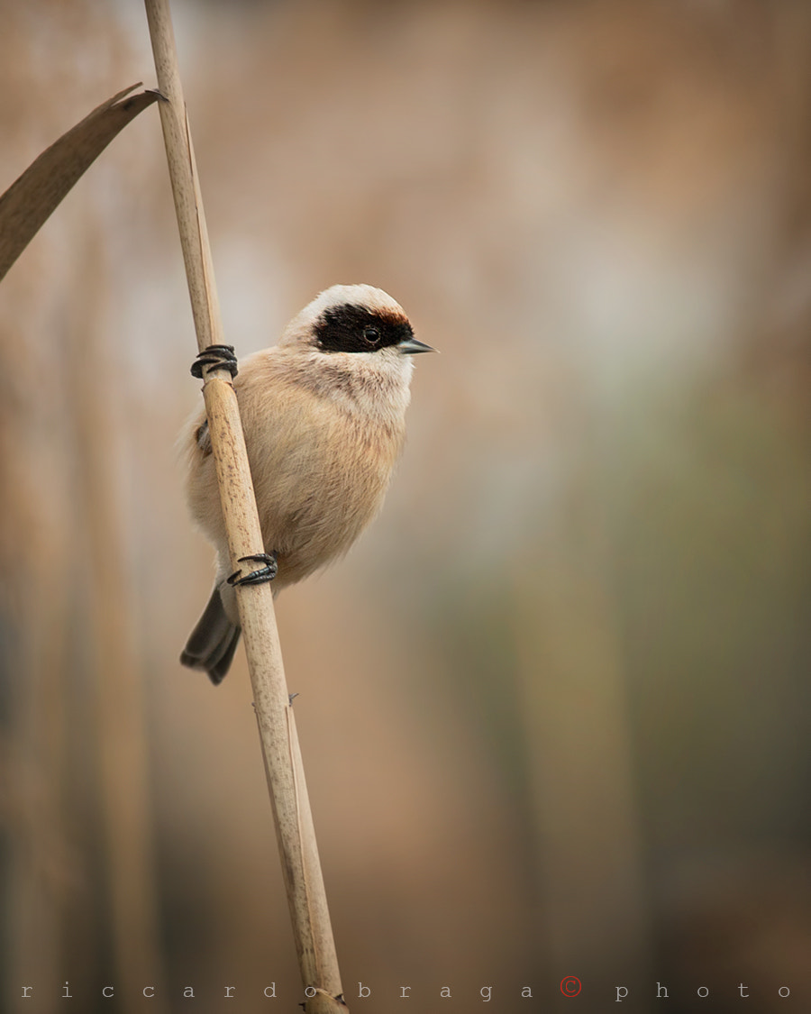 Canon EOS 70D + Canon EF 400mm F5.6L USM sample photo. The bandit photography