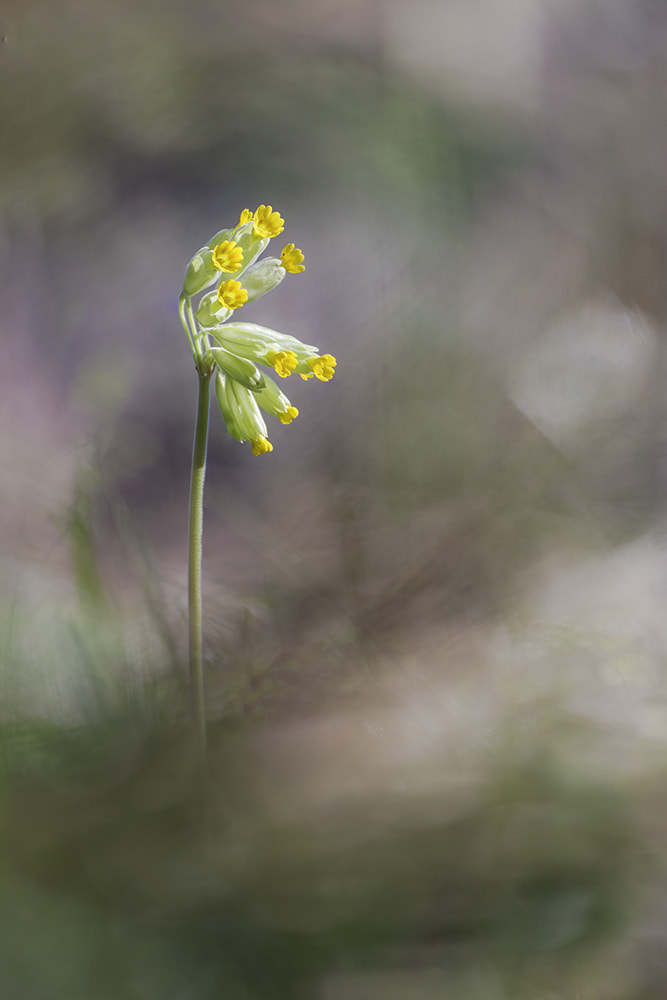 Pentax K-1 sample photo. Primevère . photography