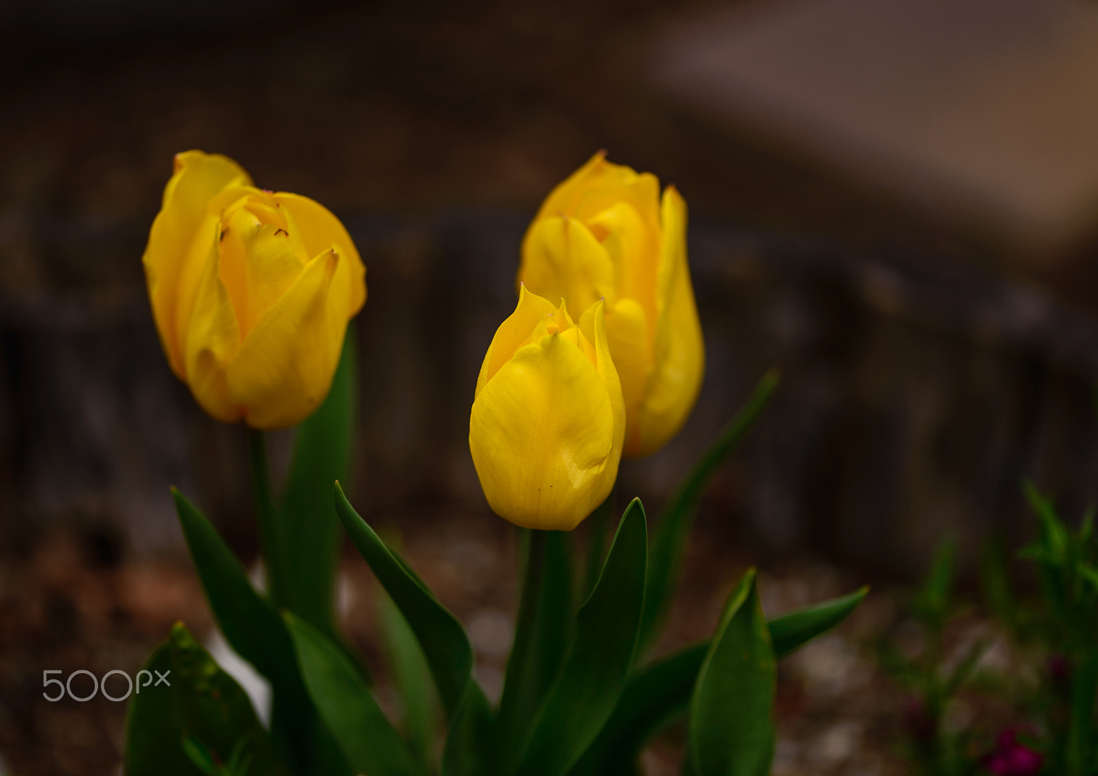 Sigma 105mm F2.8 EX DG OS HSM sample photo. Delightful yellow tulips photography