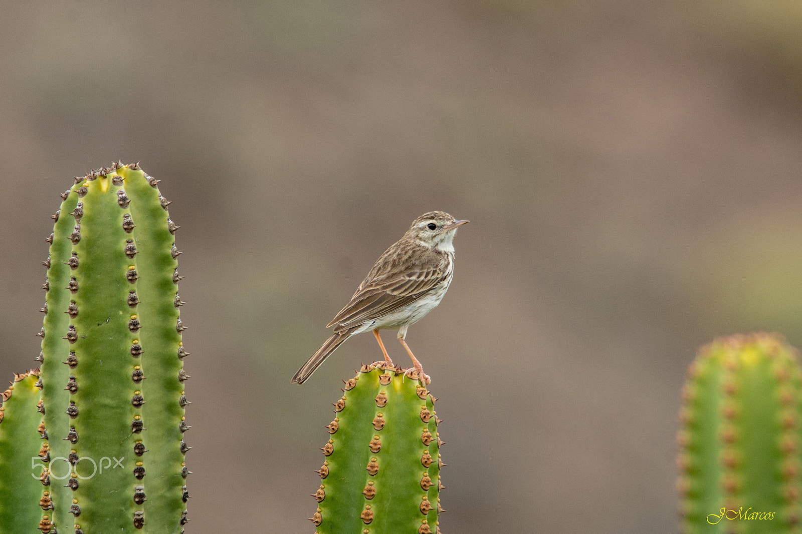 Sigma 150-500mm F5-6.3 DG OS HSM sample photo