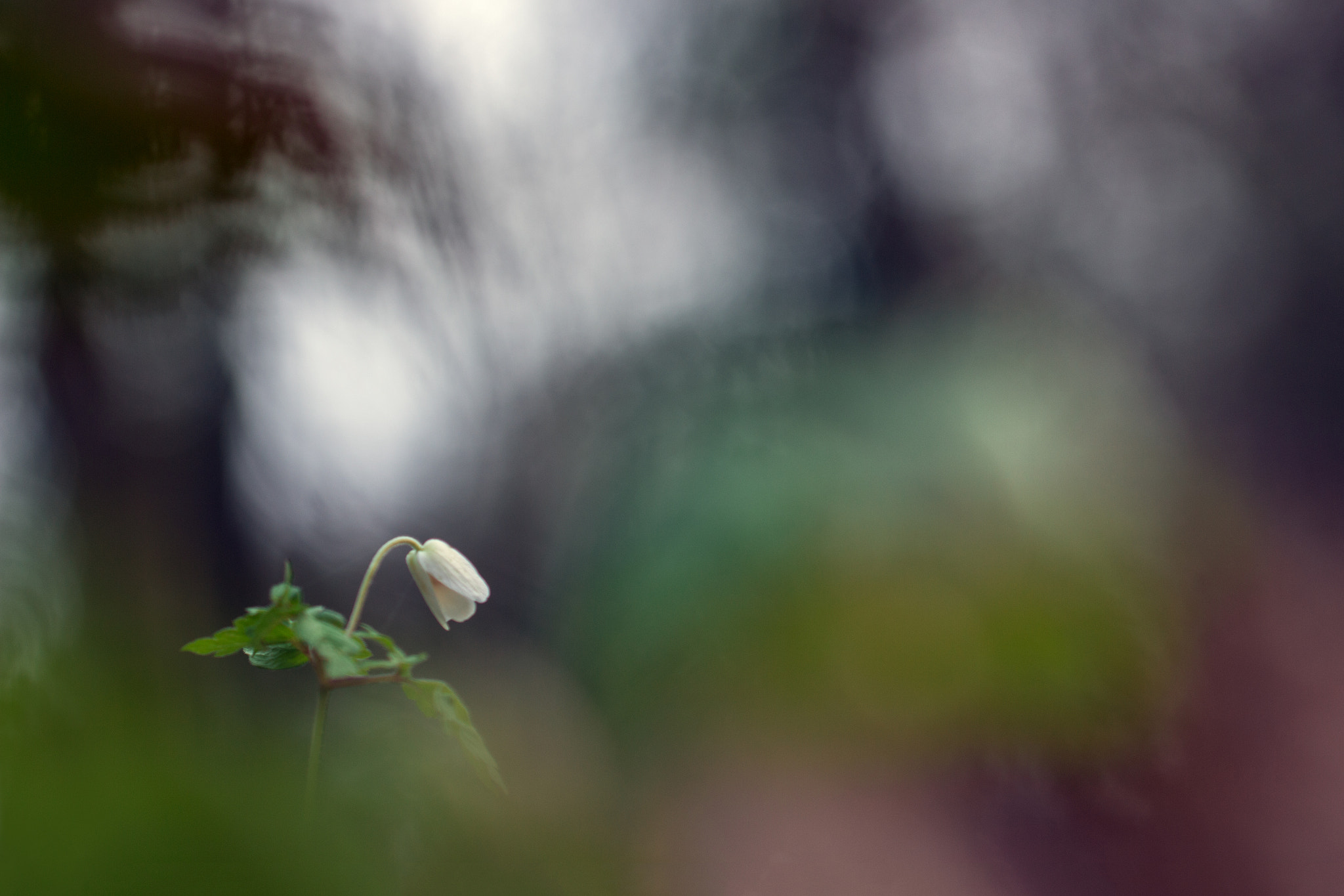 Canon EF 100mm F2.8L Macro IS USM sample photo. Flower photography