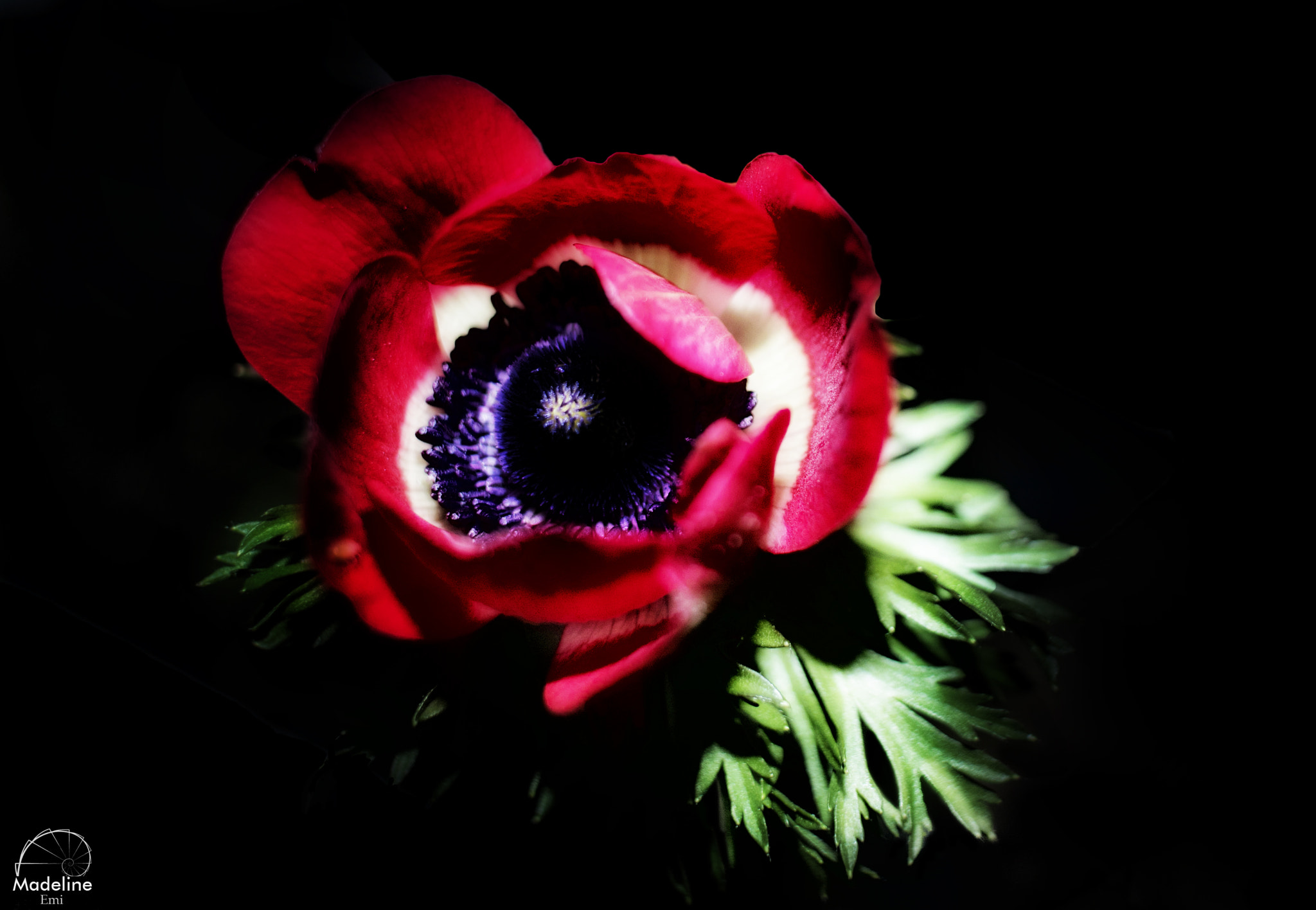 Canon EOS 7D Mark II sample photo. Fleur rouge photography