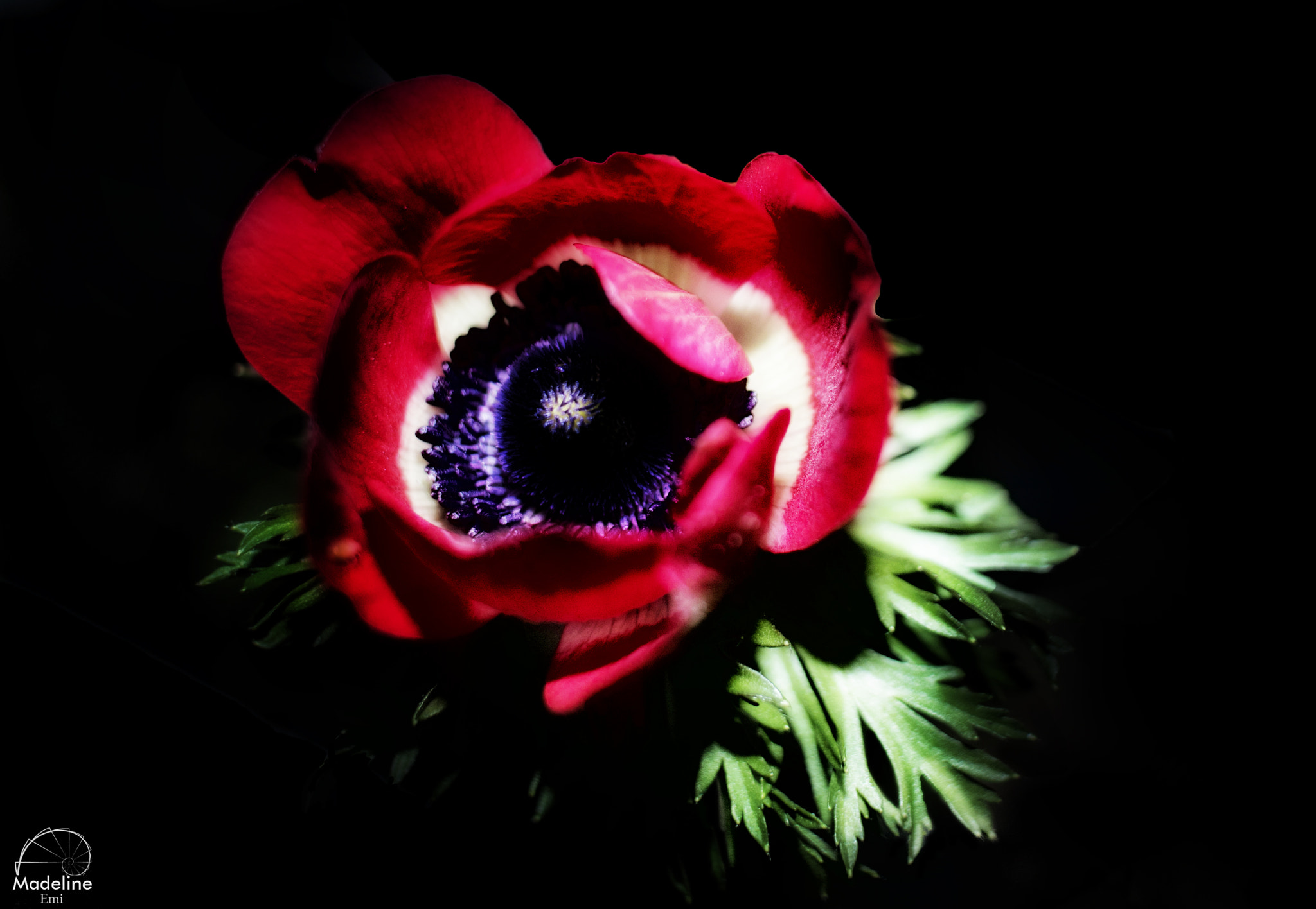 Canon EF-S 24mm F2.8 STM sample photo. Fleur rouge photography