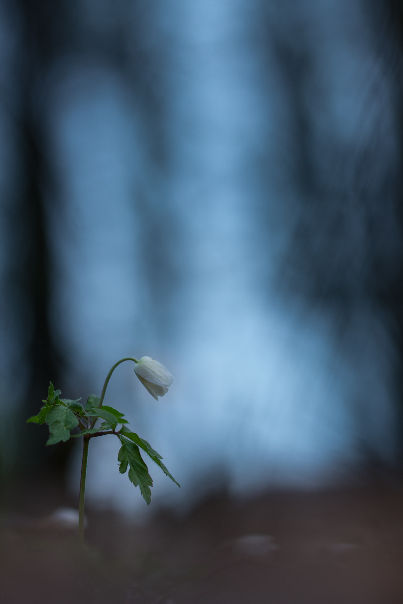 Canon EF 100mm F2.8L Macro IS USM sample photo. Flower photography