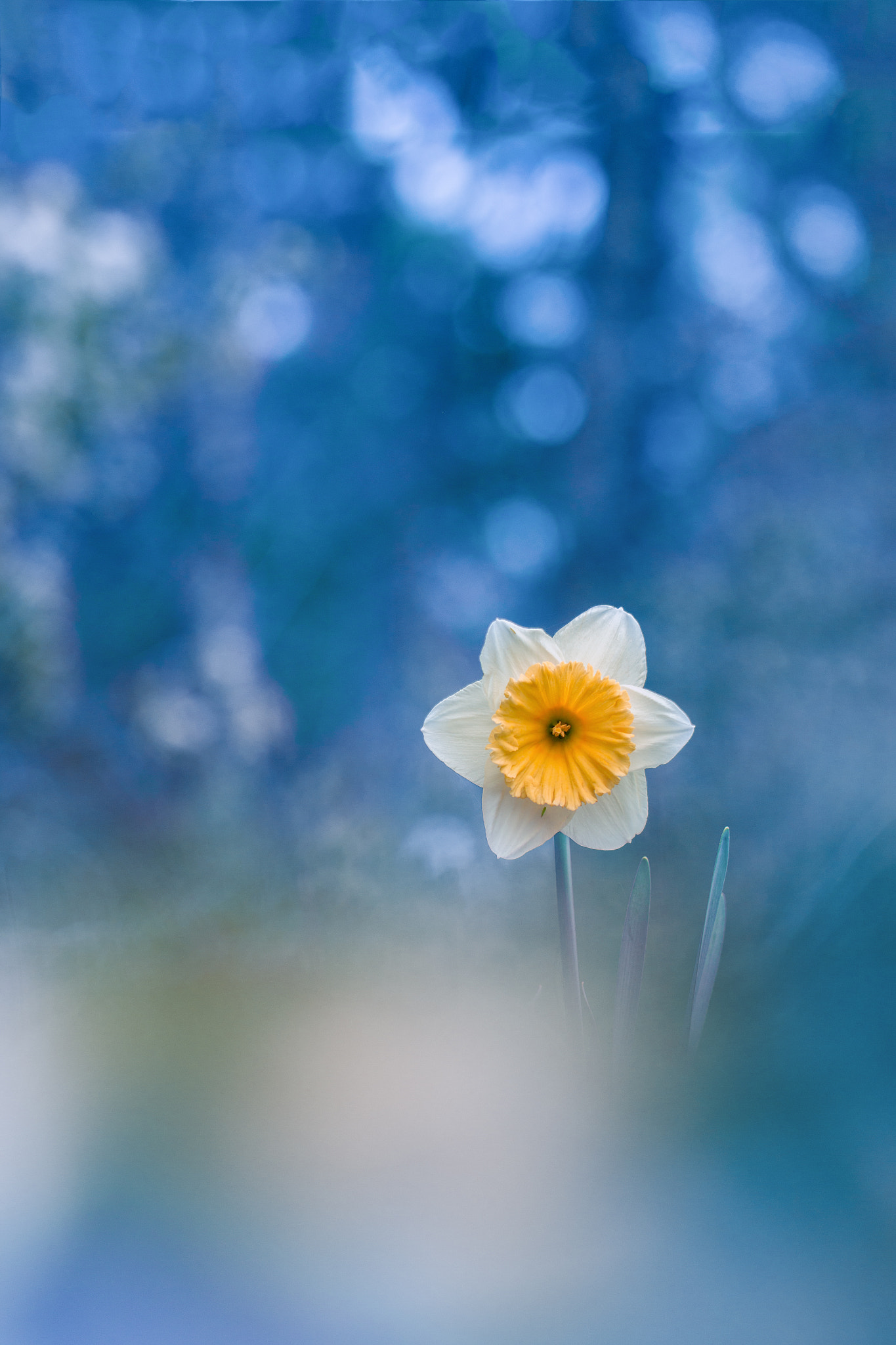 Canon EF 100mm F2.8L Macro IS USM sample photo. Flower photography