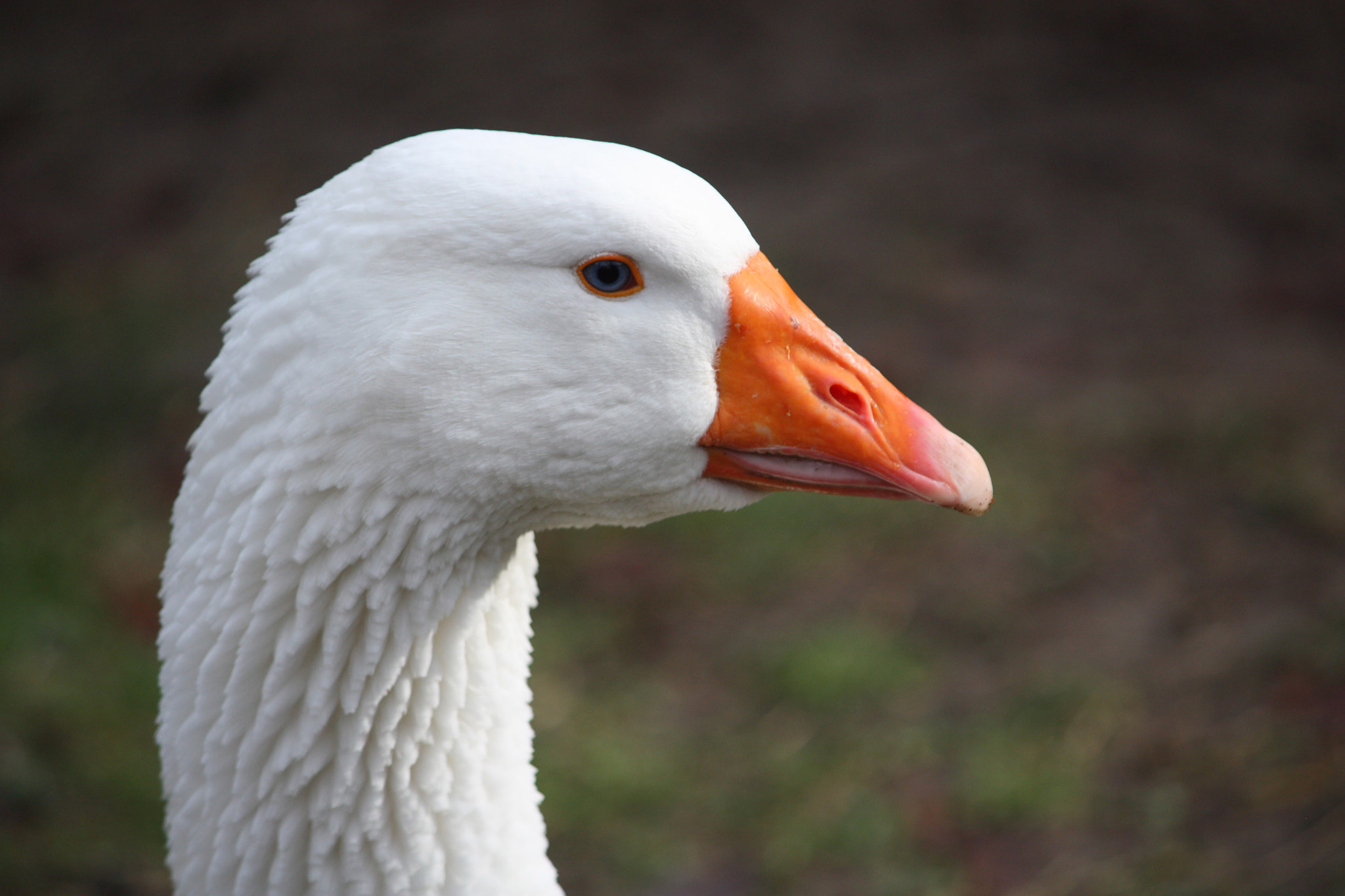 Canon EF-S 55-250mm F4-5.6 IS sample photo