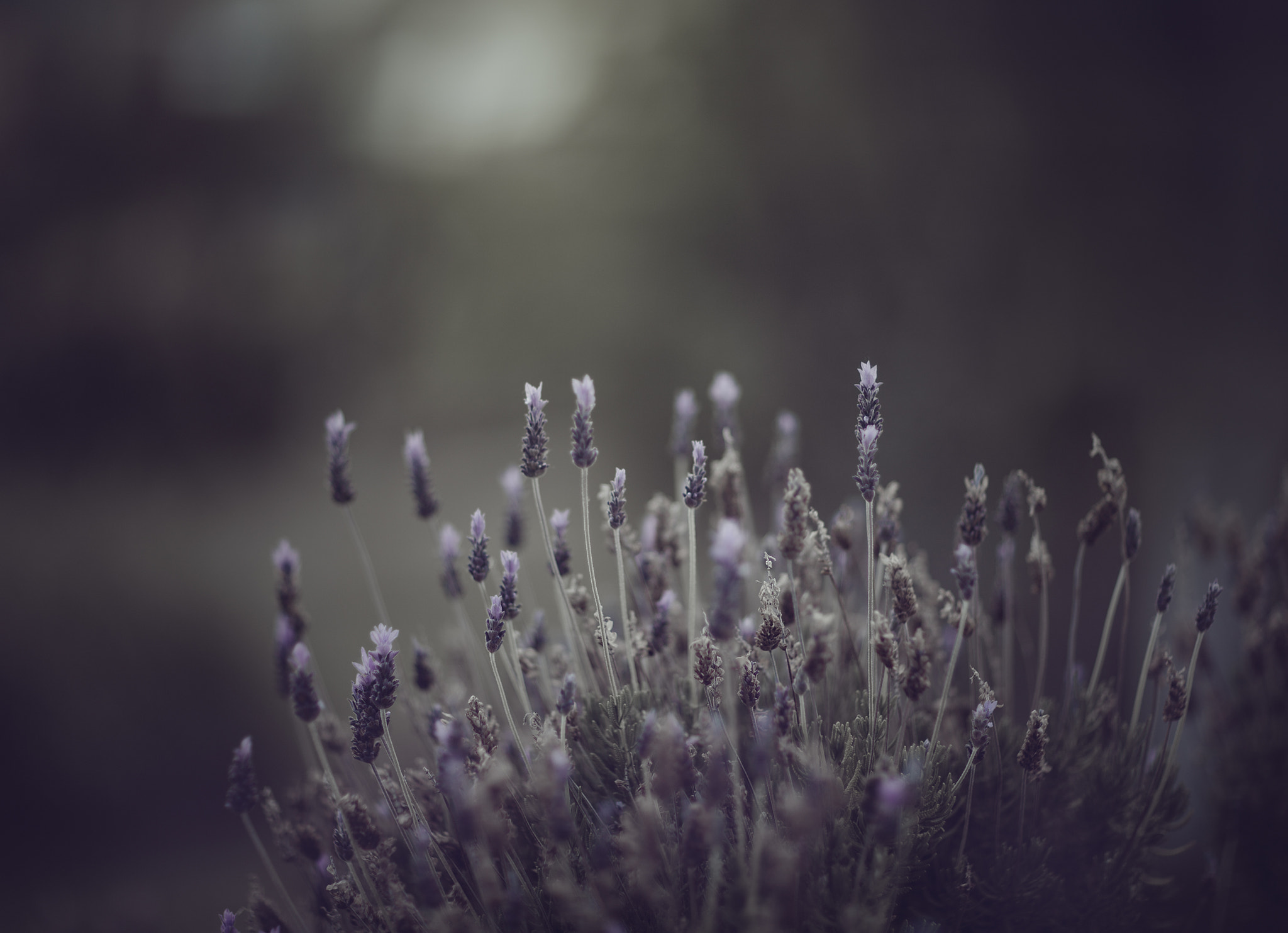 Canon EF 85mm F1.2L II USM sample photo. Oscuro photography