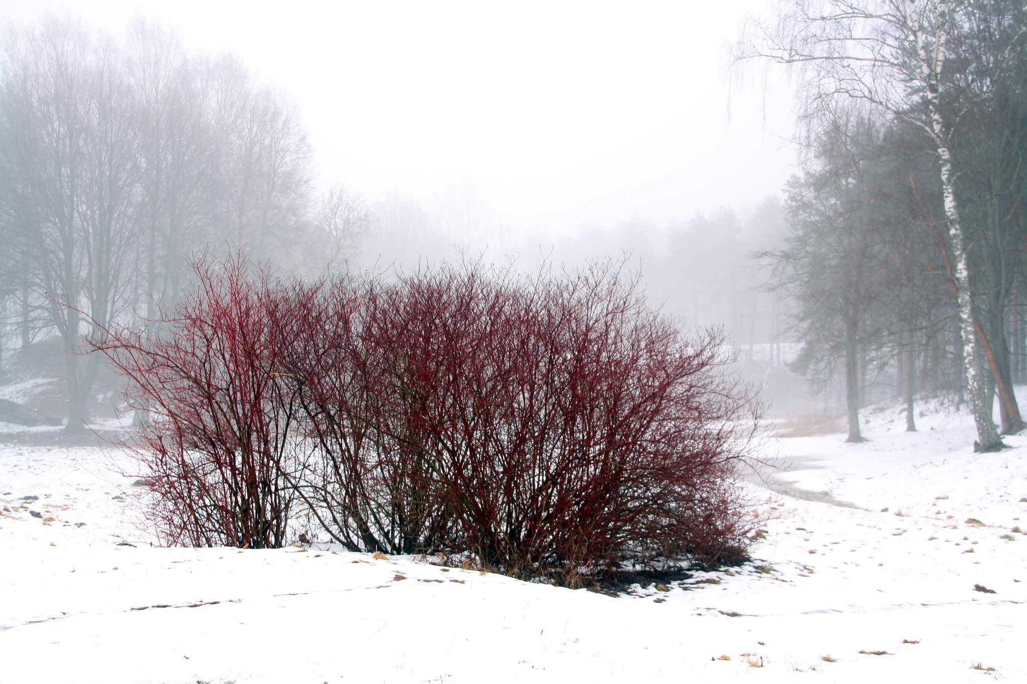 Canon EOS 1000D (EOS Digital Rebel XS / EOS Kiss F) sample photo. Red in the mist photography