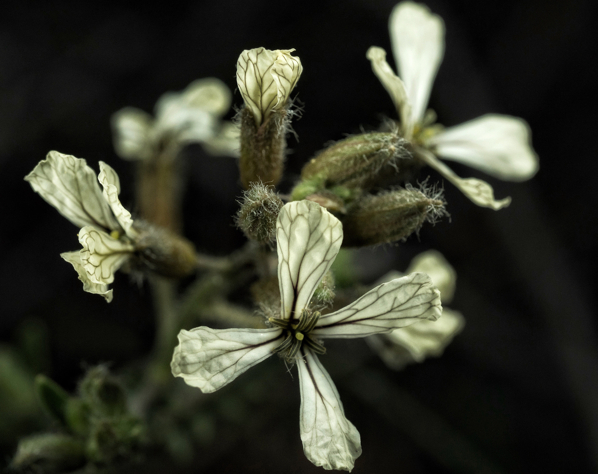 Olympus OM-D E-M1 Mark II + Olympus M.Zuiko Digital ED 60mm F2.8 Macro sample photo